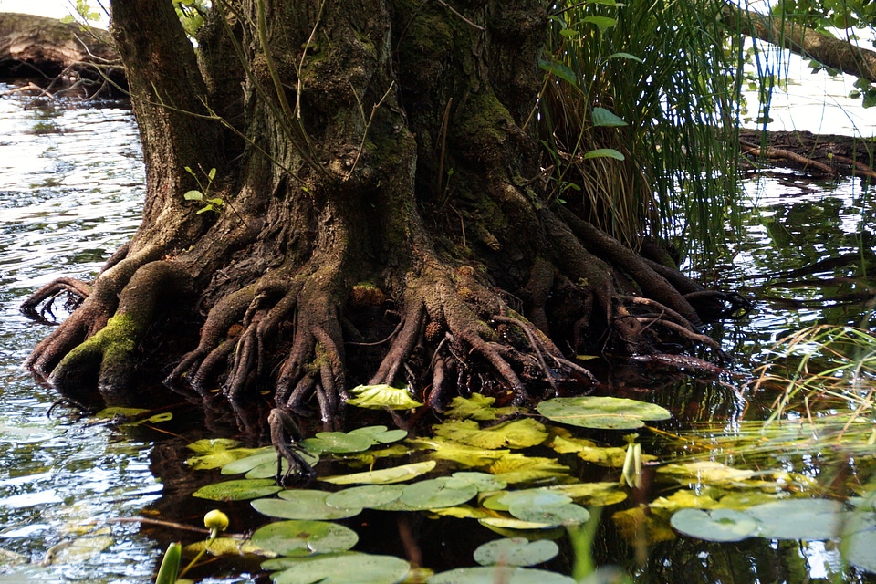 Waterlily tree roots peace