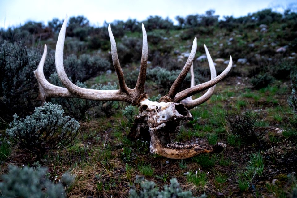 Bull elk skull and antlers