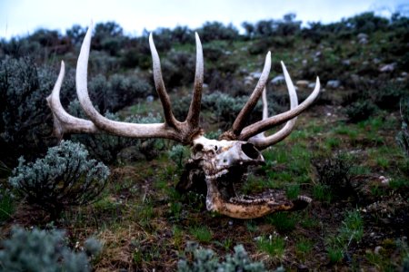 Bull elk skull and antlers photo