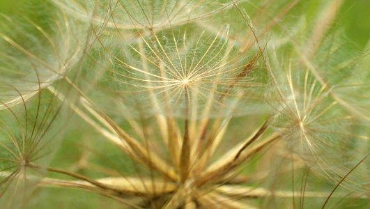 seed parachutes 2