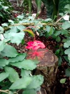 Botanical Garden
