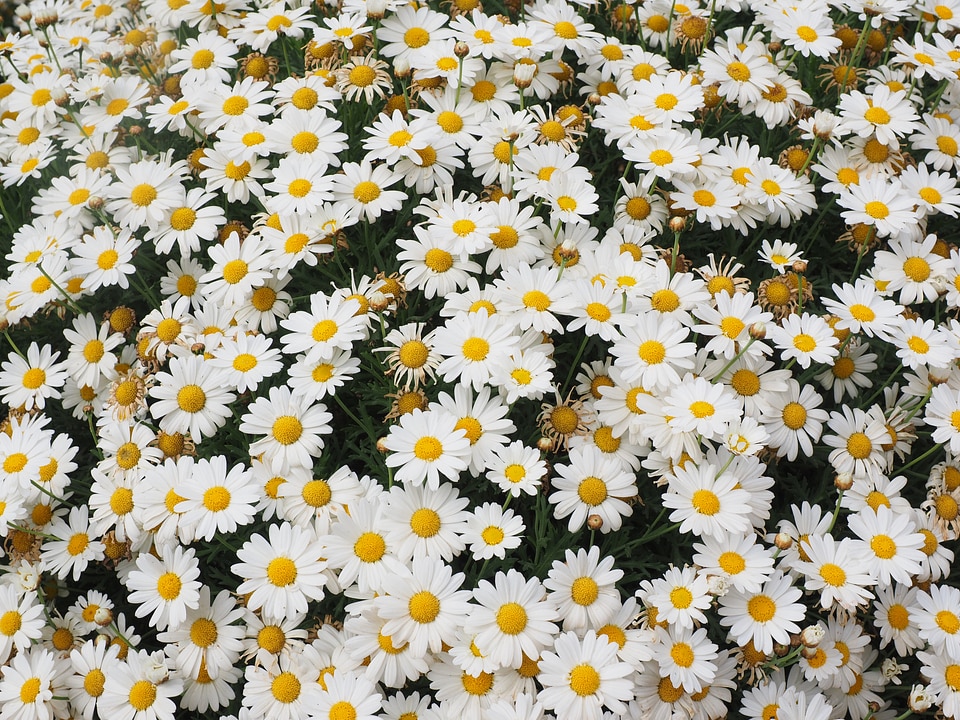 Composites ornamental plant pointed flower