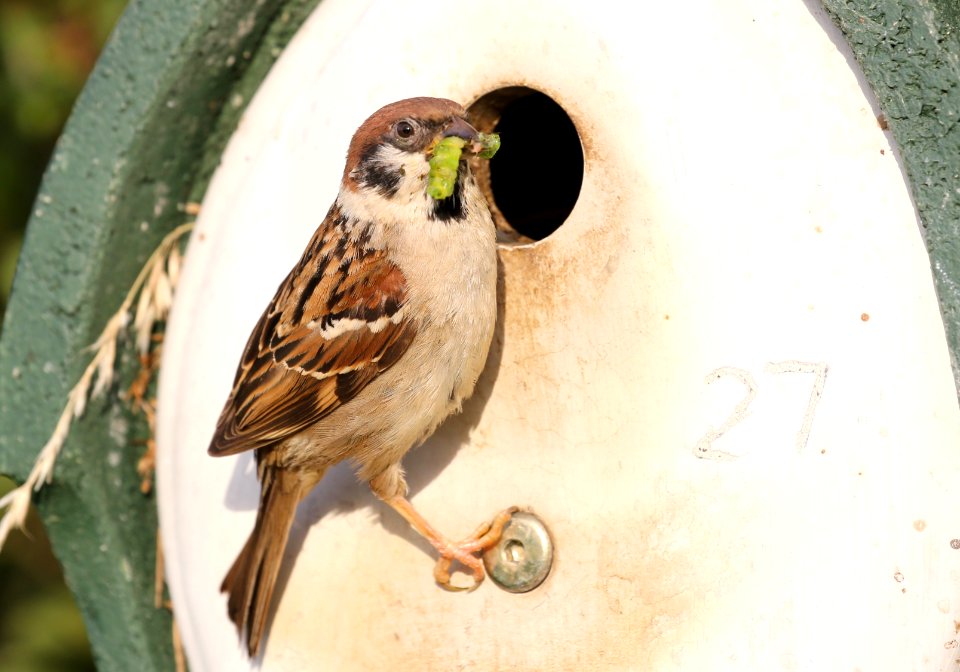 Tree Sparrow at Nest Box