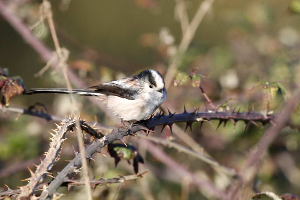 Long Tailed Tit