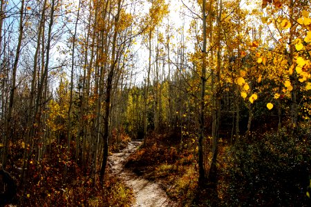 Taggart in Fall