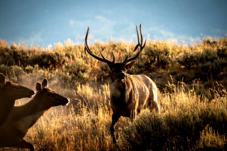 Elk Rut photo