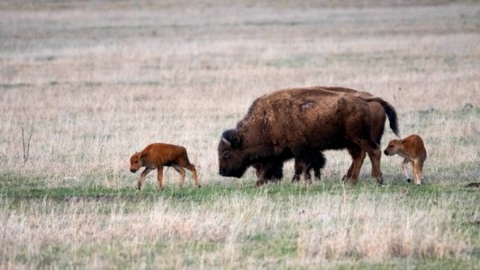 Bison Cow and Calves