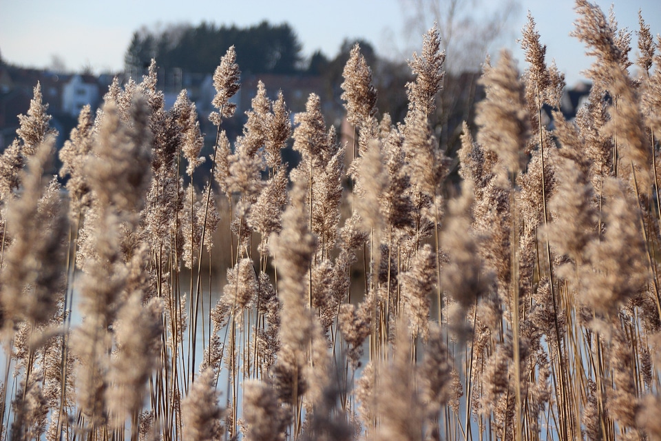 Nature landscape golden