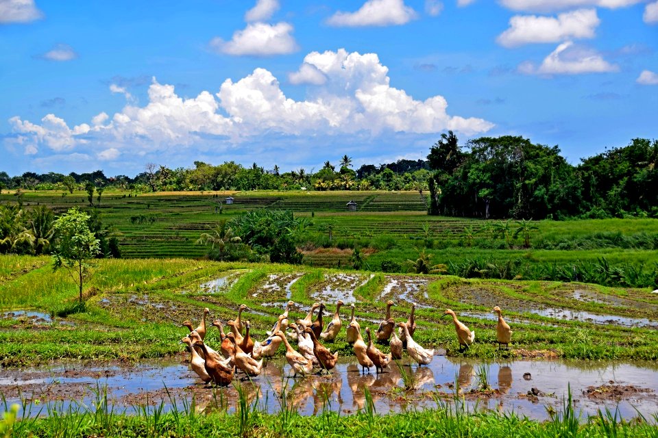 Geese in paddy fields, Bali, Indonesia