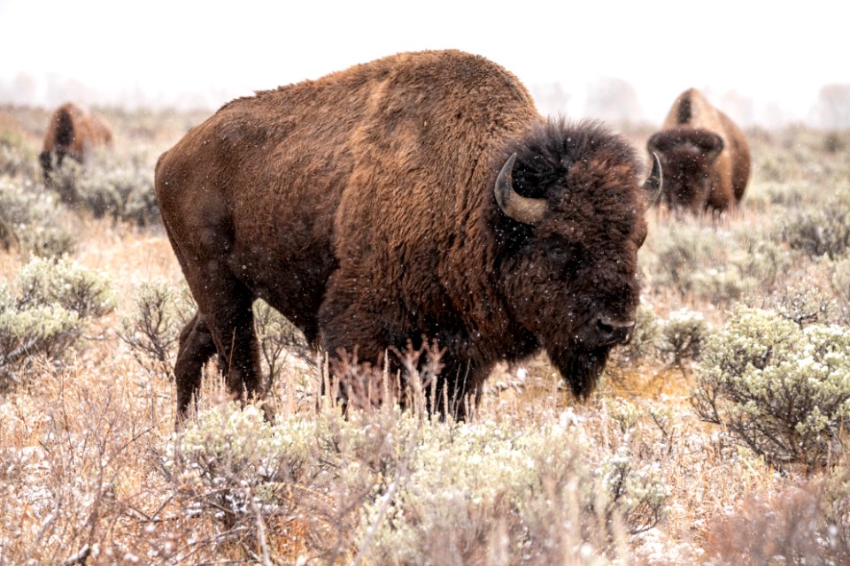 Bison