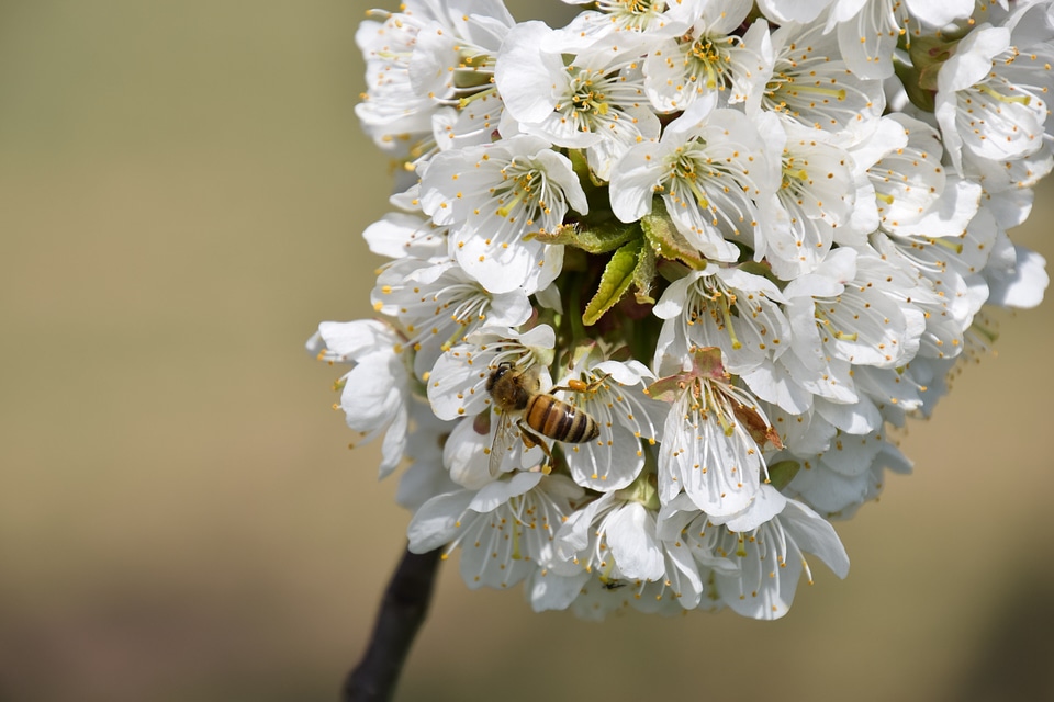 Close up bee spring