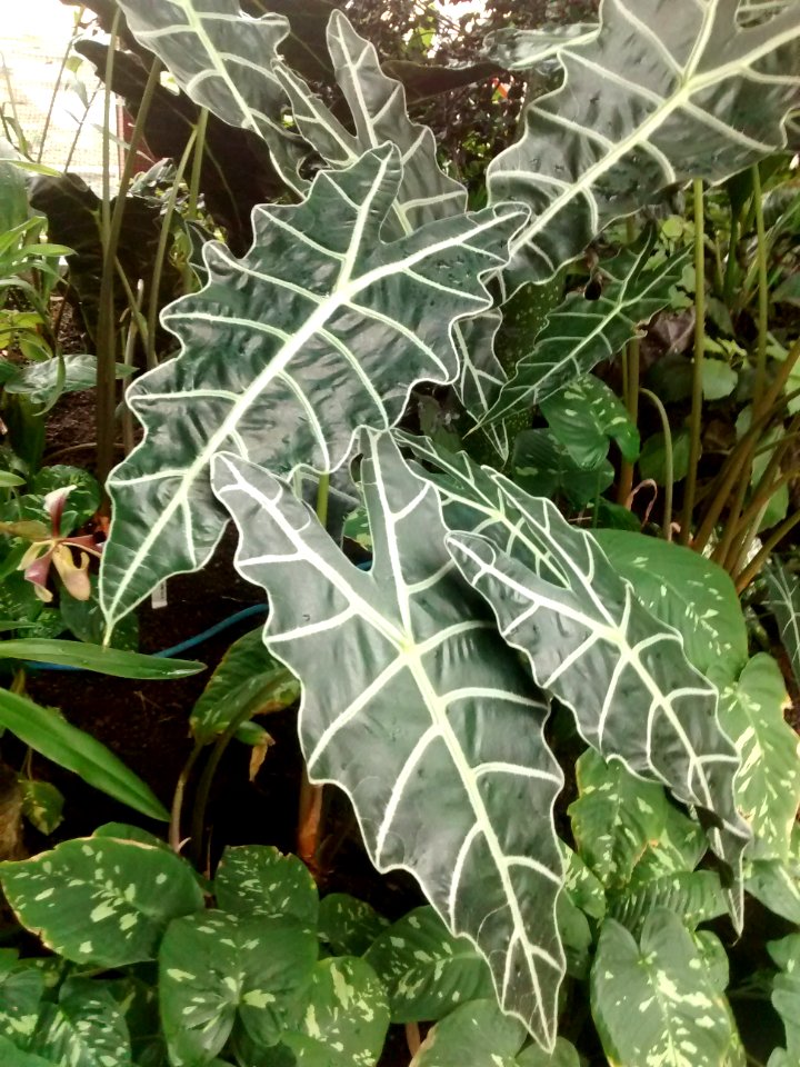 Botanical Garden