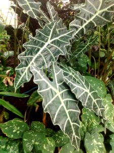 Botanical Garden