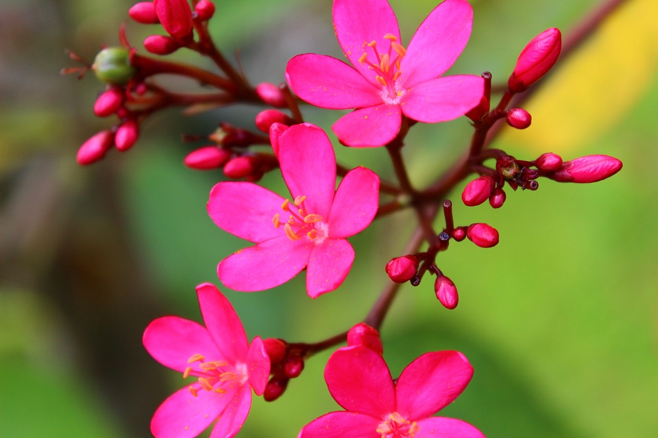 Natural flora pink