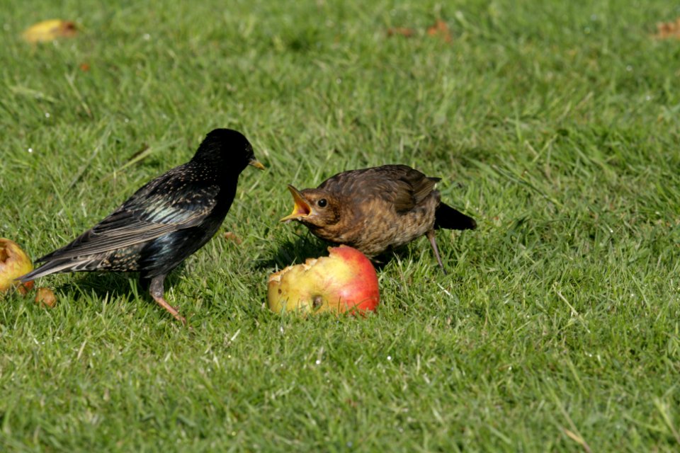 Blackbird defending it's food