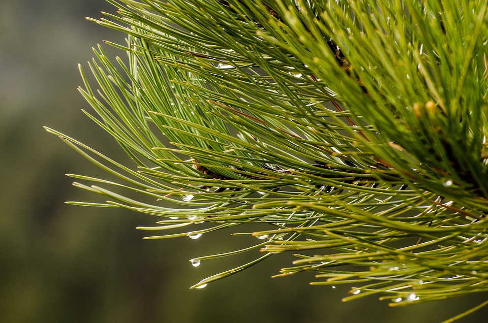 Water drop pine needles photo
