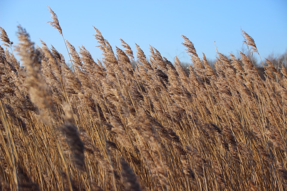Nature landscape golden