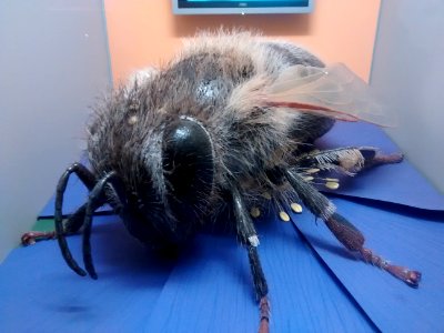 Honeybee