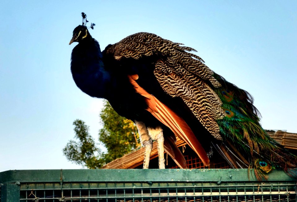 Peacock  Abu dhabi Zoo
