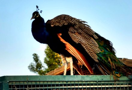 Peacock Abu dhabi Zoo photo