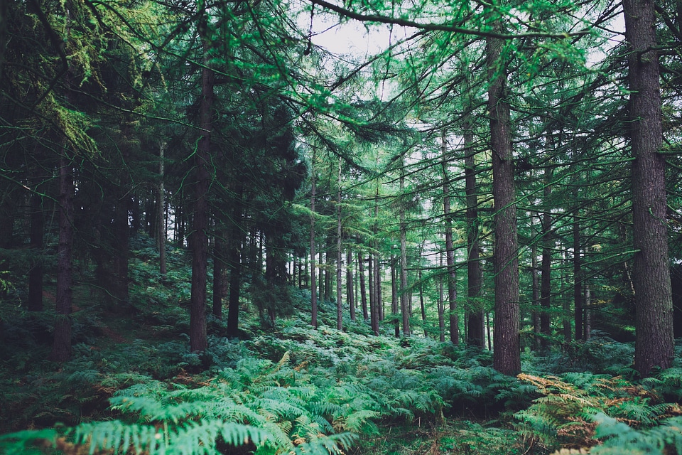 Nature green trees
