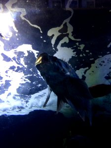 Sea Bass