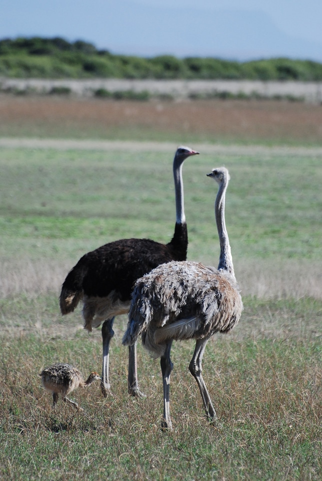 Wildlife wild nature