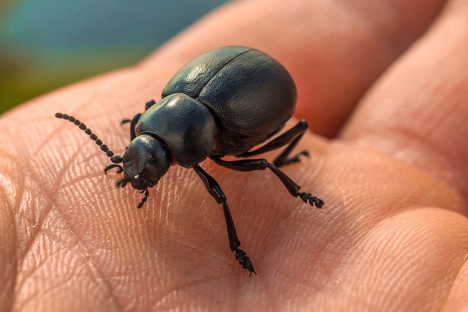 Bedbugs insects manual