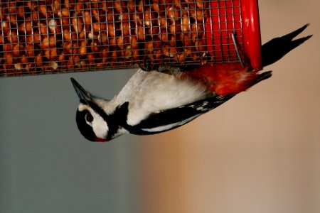 Great Spotted Woodpecker on a feeder