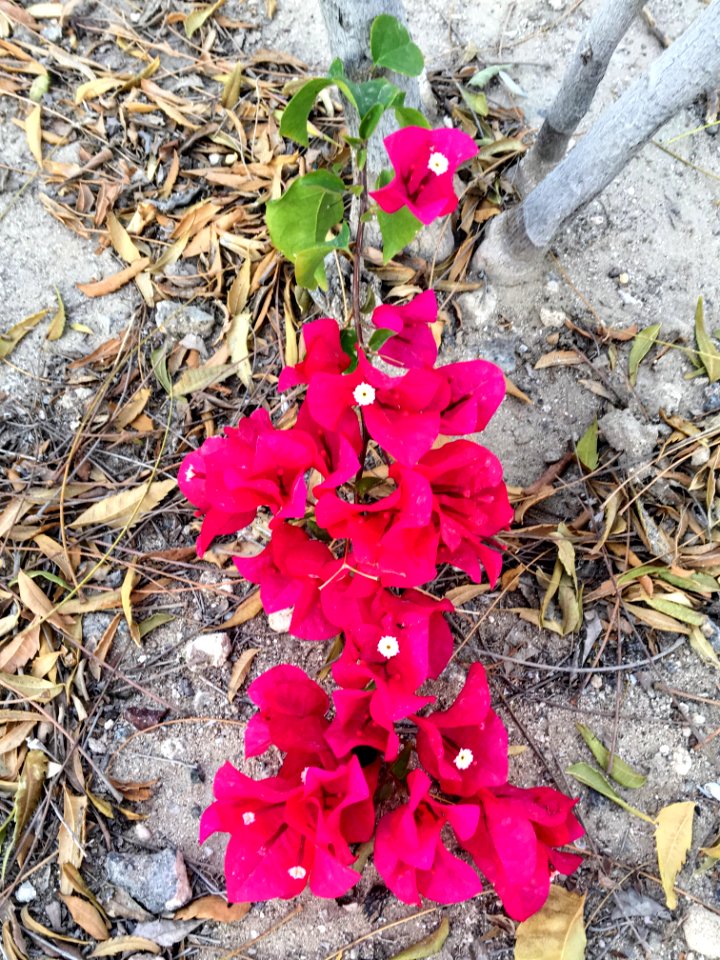 Bougainvillea Abu Dhabi
