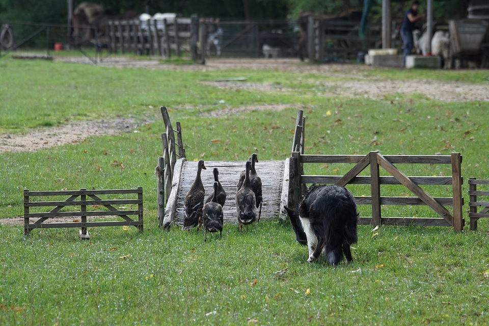 Sheep dog work geese