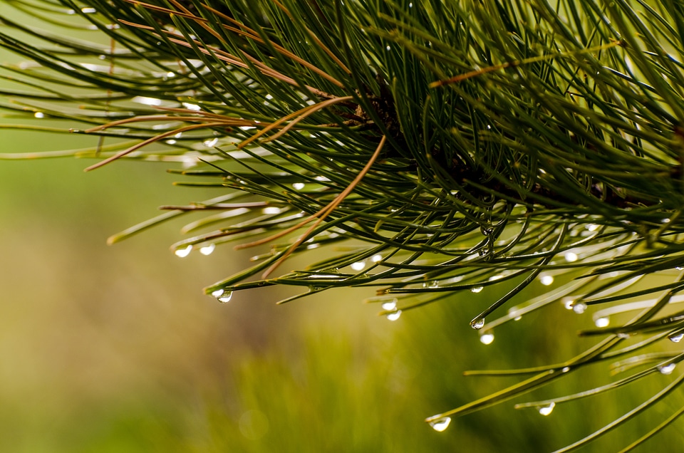 Water drop pine needles