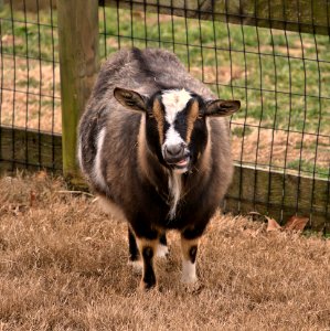 P1000605-Goat-Fat-n-Happy photo