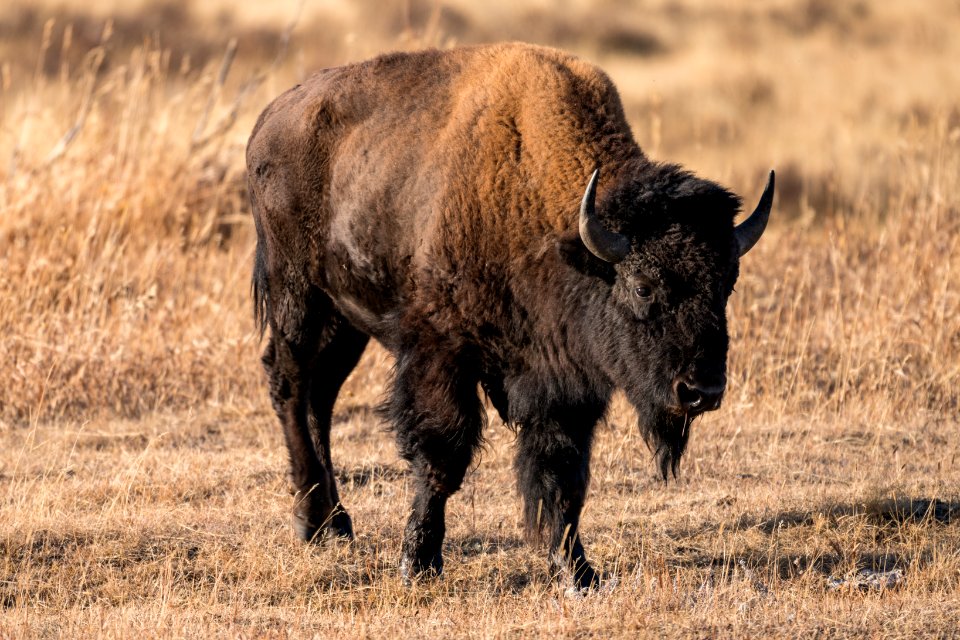 Bison