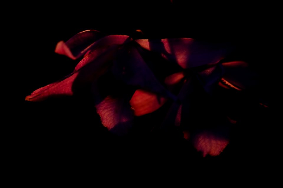 DSCF5113