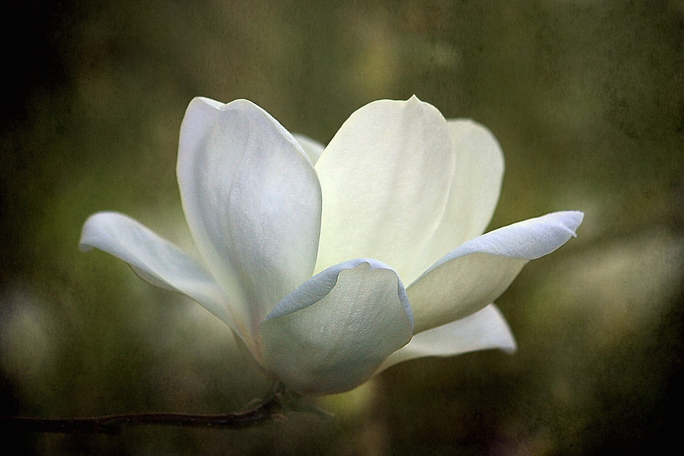 Blossom nature spring