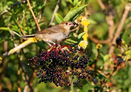 Blackcap eating berries photo