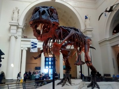 T-Rex skeleton photo