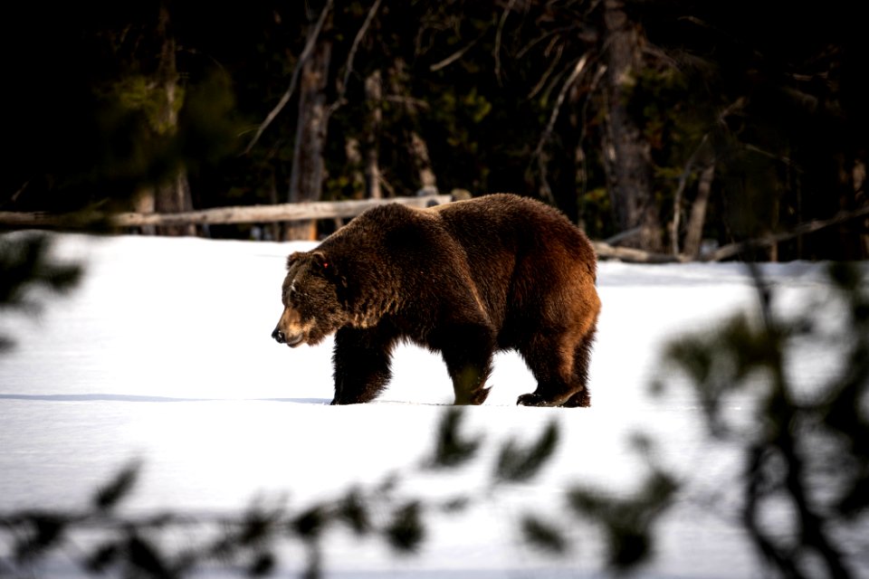 Grizzly Bear in the Snow