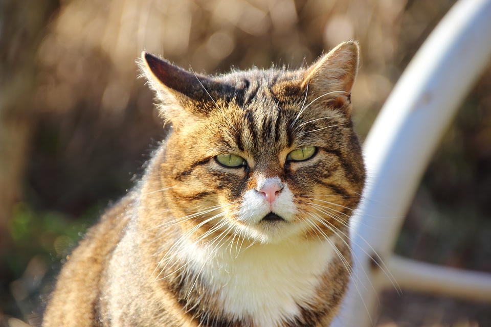Animal expression cat face