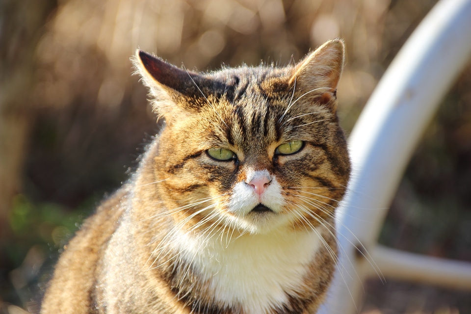 Animal expression cat face photo