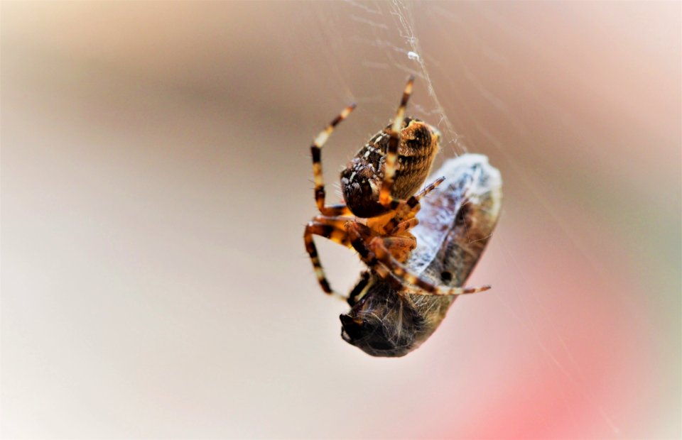 Spider with kill