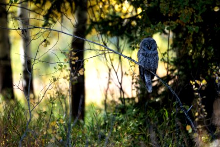Great Gray Owl photo