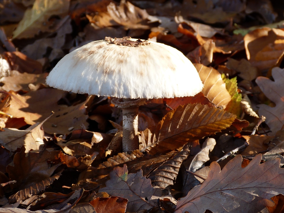Nature mushroom picking plant