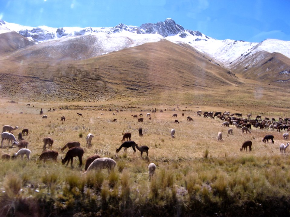 22 bus Cusco-Puno 03