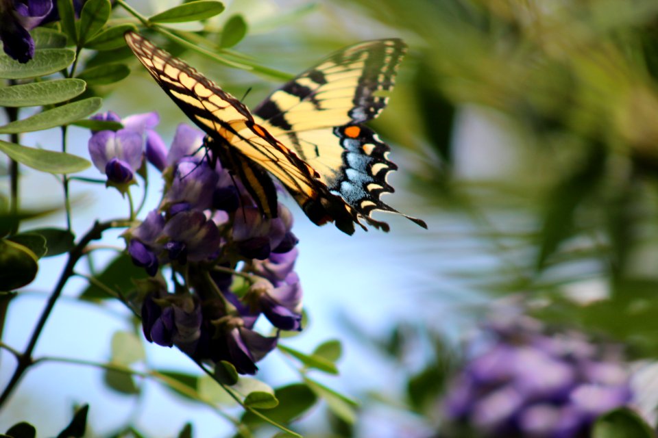 Butterfly