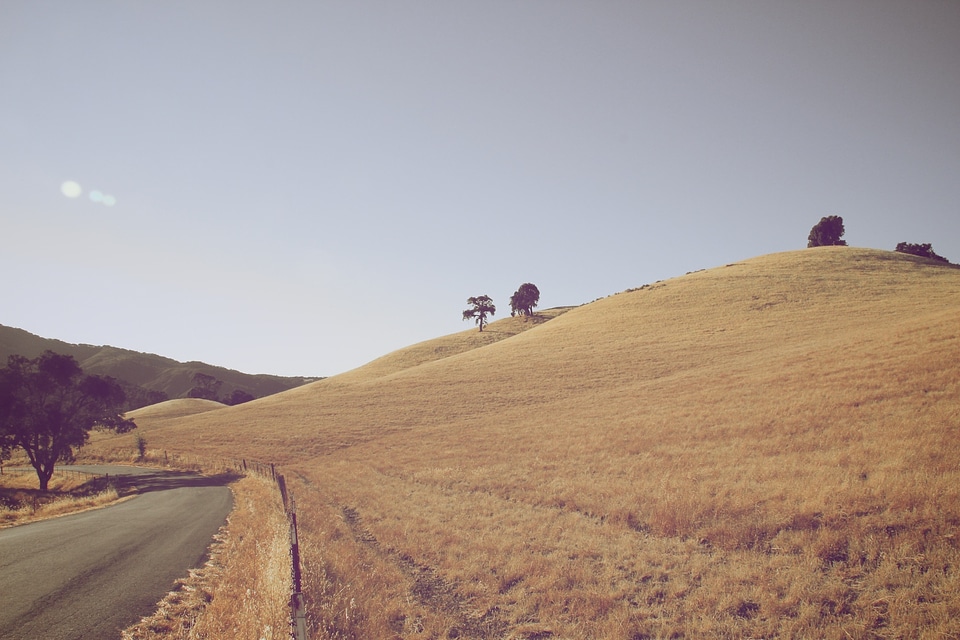 Landscape countryside trees
