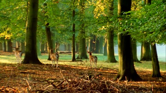 192463236-fallow-deer-male-animal-autumn-group-of-animals