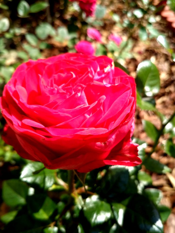 IMG 20180725 150840 HDR