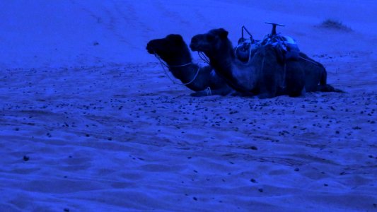 Marruecos, Morocco, Sahara-noche photo